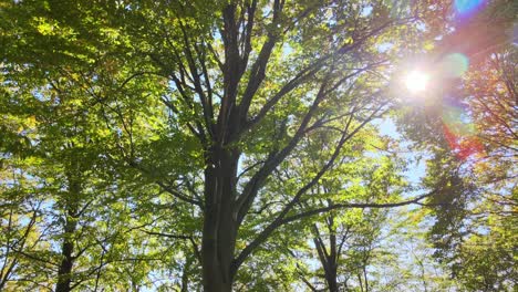 brightly illuminated with sunlight beams green forest with lush trees at autumn sunrise. amazing wild woodland on sunny day. environment and nature protection concept