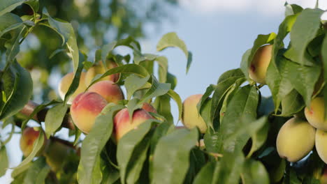 juicy peaches ripen on a tree branch against the blue sky