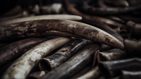 elephant tusks illegal endangered ivory sold by wildlife poachers on a market in asia causing animal extinction