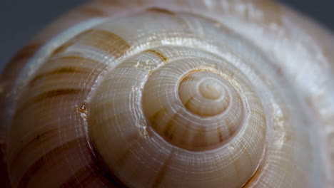 close-up of a snail shell's spiral pattern