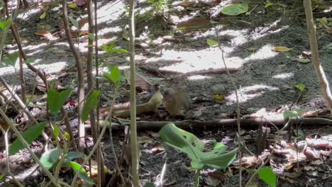dos pájaros grises que se van peleando entre sí en el suelo del bosque