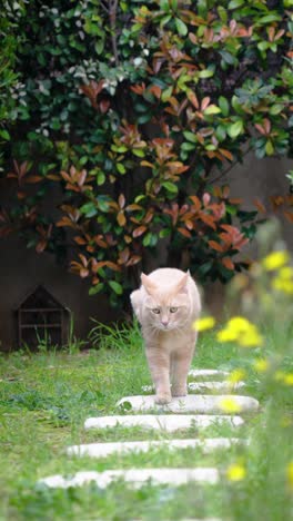 in slo-motion a pretty light ginger cat walking in a garden on small white flagstones with green grass and small yellow flowers