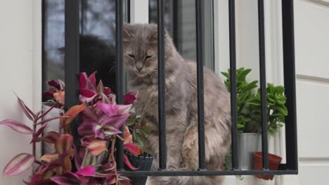 gray cat looking out of a window with plants