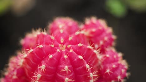 close-up of a pink cactus