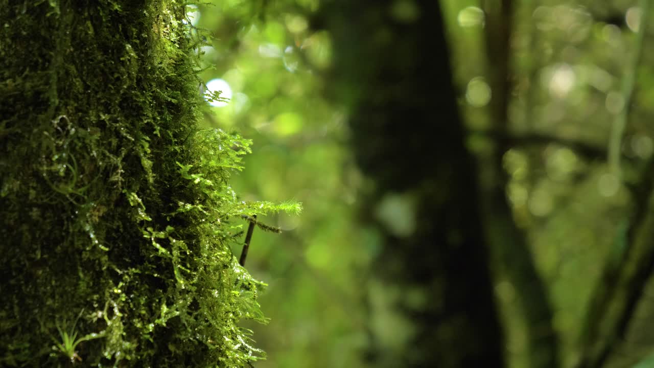 Ripresa cinematografica ravvicinata di un ambiente di giungla lussureggiante nel quartiere di Puichig nella città di Machachi, Ecuador.