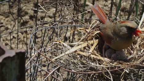 hot bird standing over eggs