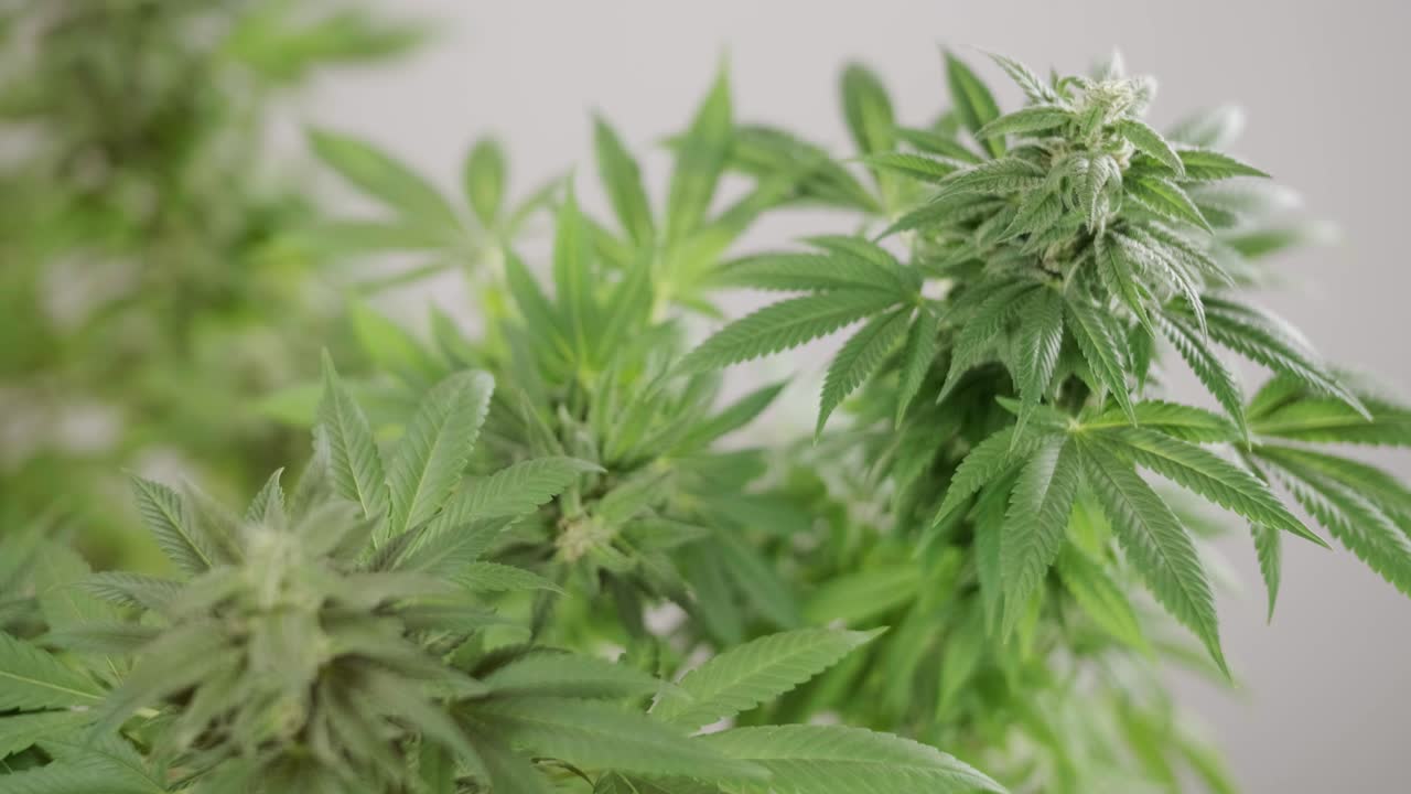 대마초 재배: 의학에 사용하기 위한 대마초 연구, 데이터 수집, 대마초 기름 연구, 마리화나 생산.