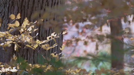 Fall-leaves-on-trees-with-falling-leaf-in-forest