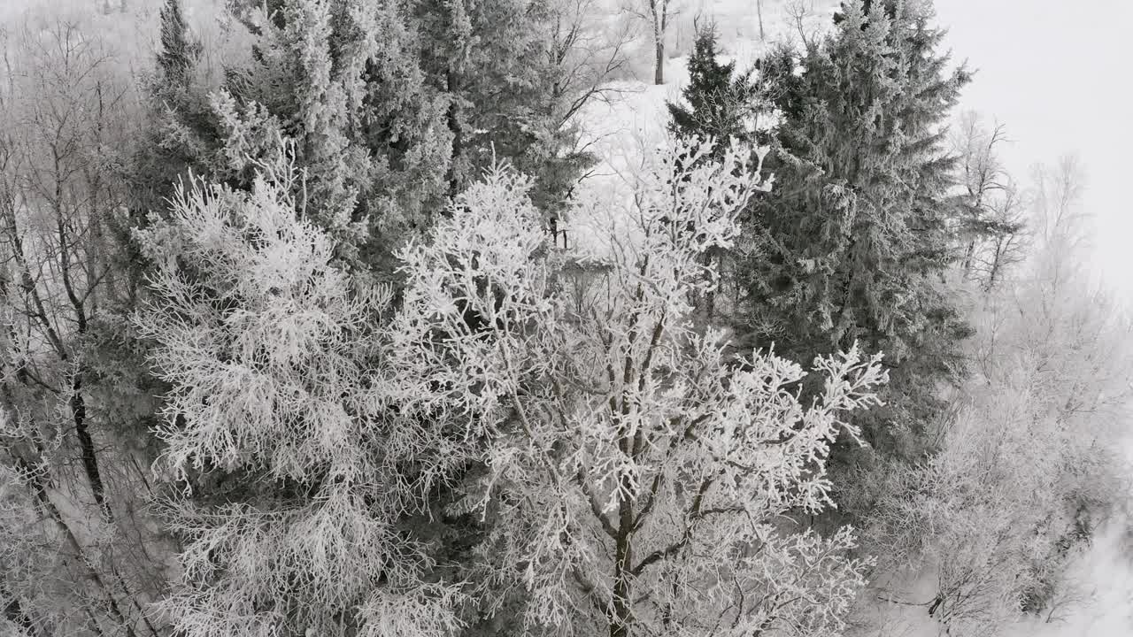 부드러운 눈이 내리는 동안 포플러와 항상 푸른 나무가 있는 겨울 숲 위로 공중 돌리