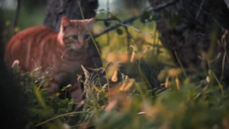 Getigerte-Katzen-Streifen-Auf-Dem-Feld-Eines-Tierheims-Umher