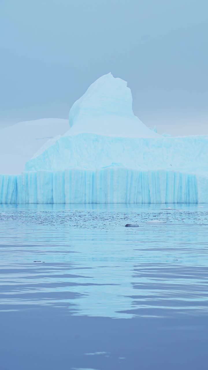 남극 빙산 해안 해경, 바다 물 위에 떠 있는 얼음, 소셜 미디어에 대한 수직 비디오, 인스타그램 릴, 틱, 남극 반도 겨울 풍경