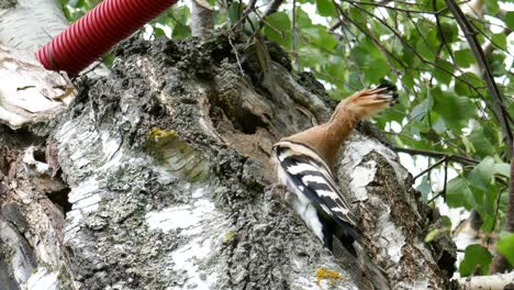 una abubilla tiene comida en la boca para sus crías