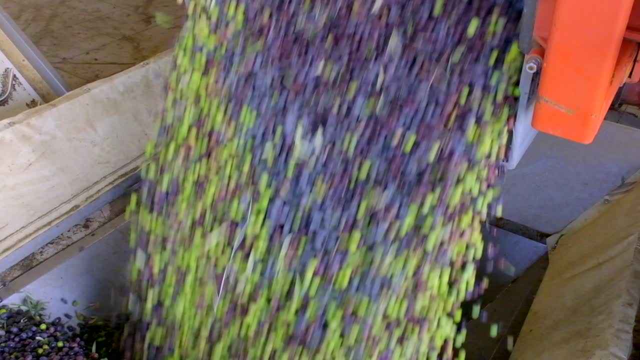 imágenes de aceitunas vertidas de la caja para su producción en la fábrica de aceite de oliva