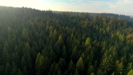 Vista-Aérea-De-Las-Cimas-Doradas-De-Los-árboles-Coníferos-En-El-Resplandor-Del-Sol-Poniente-En-Otoño