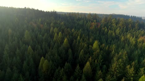 vista aérea de las cimas doradas de los árboles coníferos en el resplandor del sol poniente en otoño