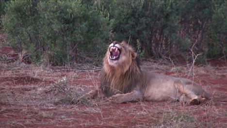 después de un gran bostezo, un león africano macho de repente se deja caer para dormir