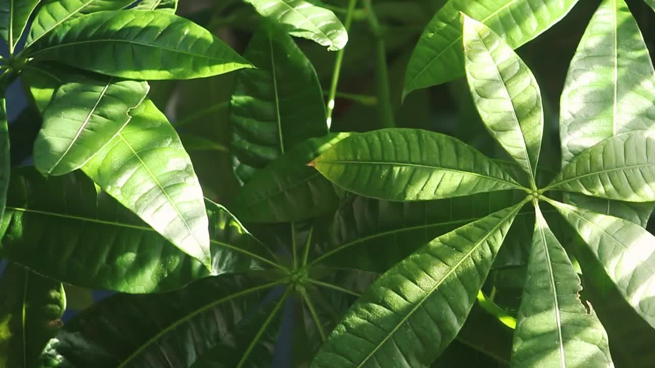 Close-up of Lush Green Schefflera Plant Leaves