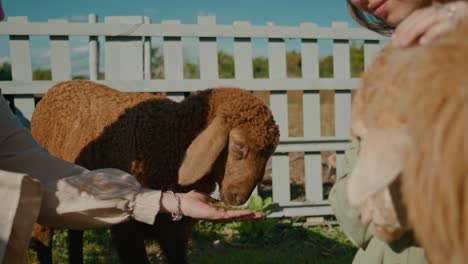 people feeding sheep