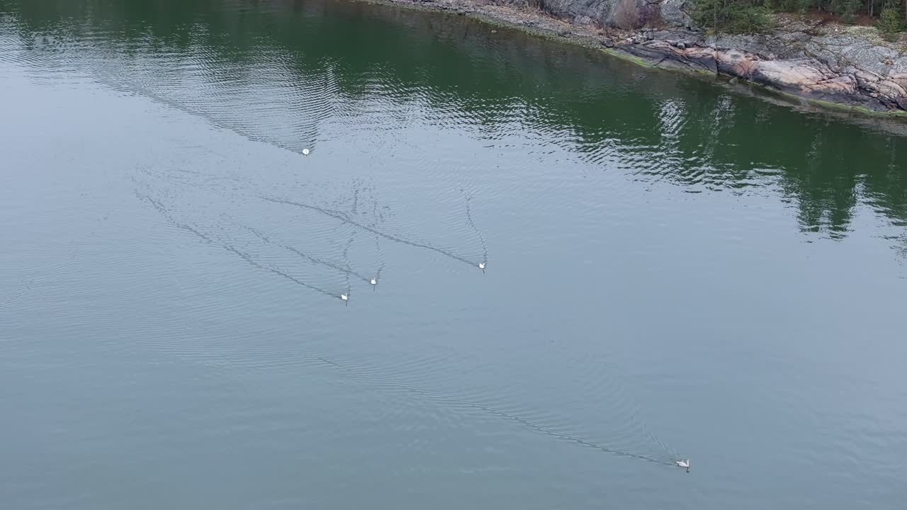 Mute swan swimming and flying while chasing aggressively other individual in Finnish archipelago.