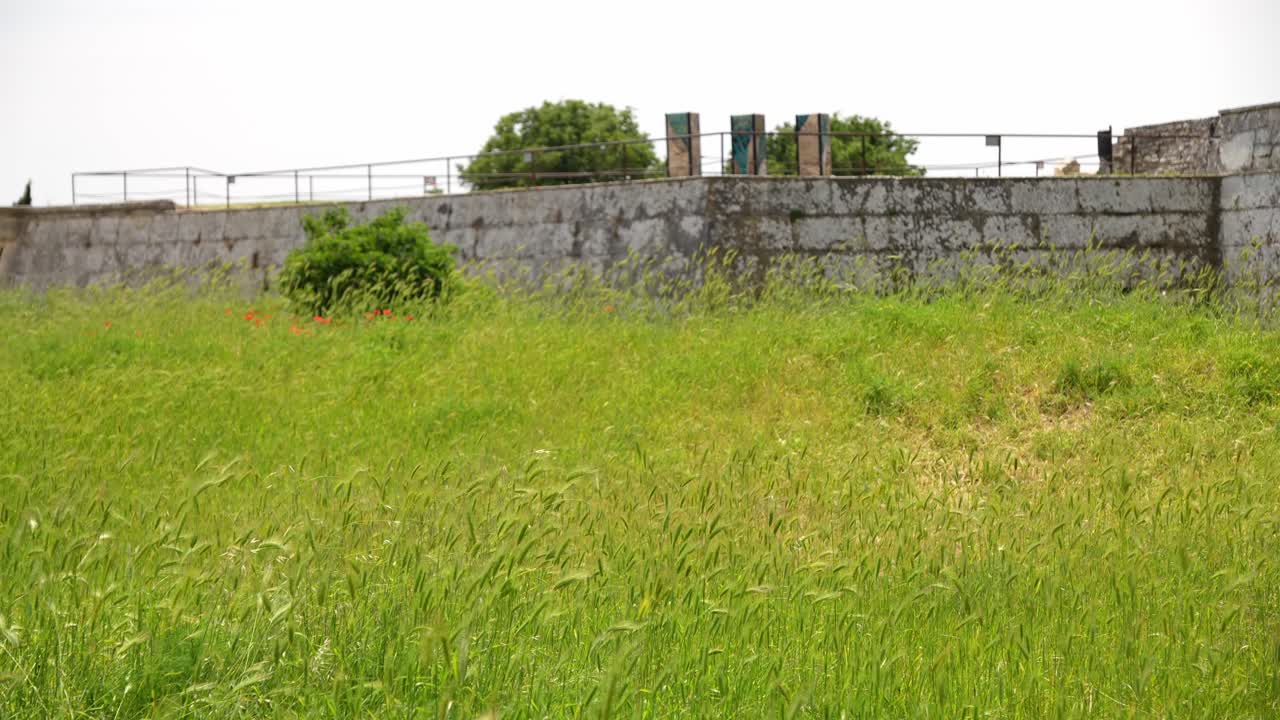 prado con arbusto solitario rodeado de pared de piedra y árboles en el fondo