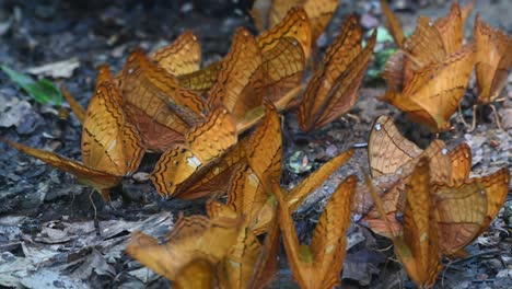 a kaleidoscope of thai cruiser, vindula erota, feeding on minerals on the forest ground in kaeng krachan national park, unesco world heritage, thailand