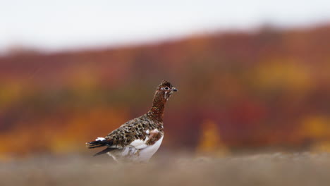 male rock ptarmigan in summer plumage in yukon, canada. - closeup shot