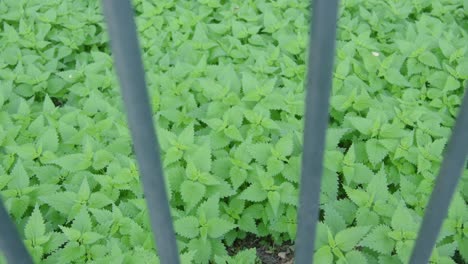 Planta-De-Menta,-Hojas-Verdes,-Planta-Silvestre-Que-Crece-En-El-Campo-En-El-Jardín-Natural