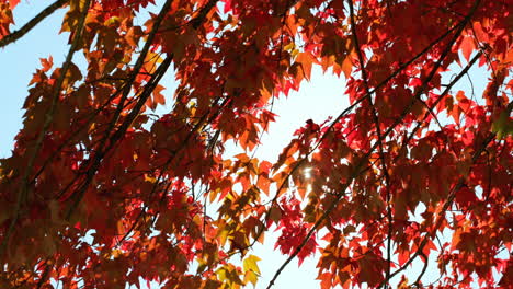 Close-up-of-autumn-leaves-4k