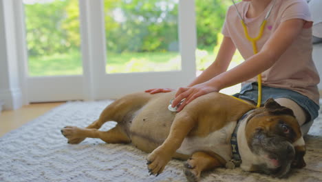 niño fingiendo ser cirujano veterinario en casa examinando mascota bulldog francés con estetoscopio