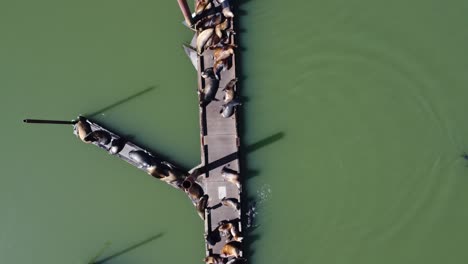 sea-lions-rest-on-empty-pier