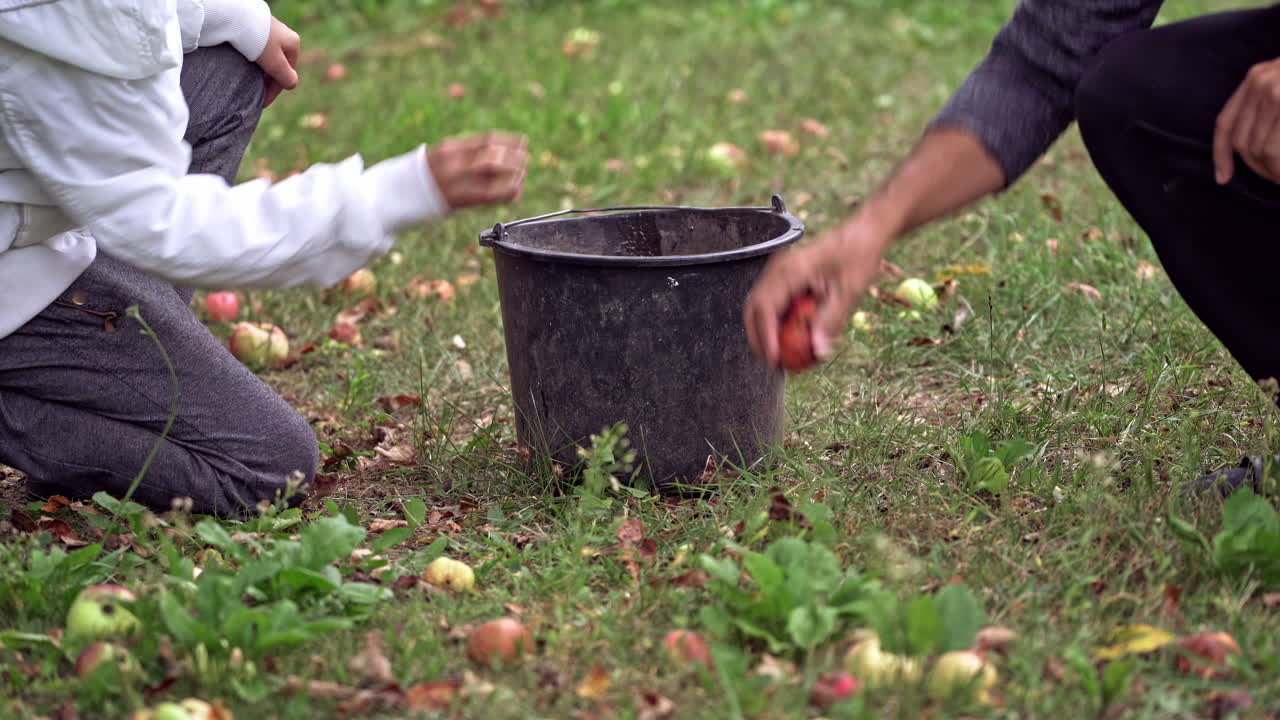 Freshly picked apples in grass. Picked healthy organic apples on the grass