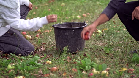 freshly picked apples in grass. picked healthy organic apples on the grass