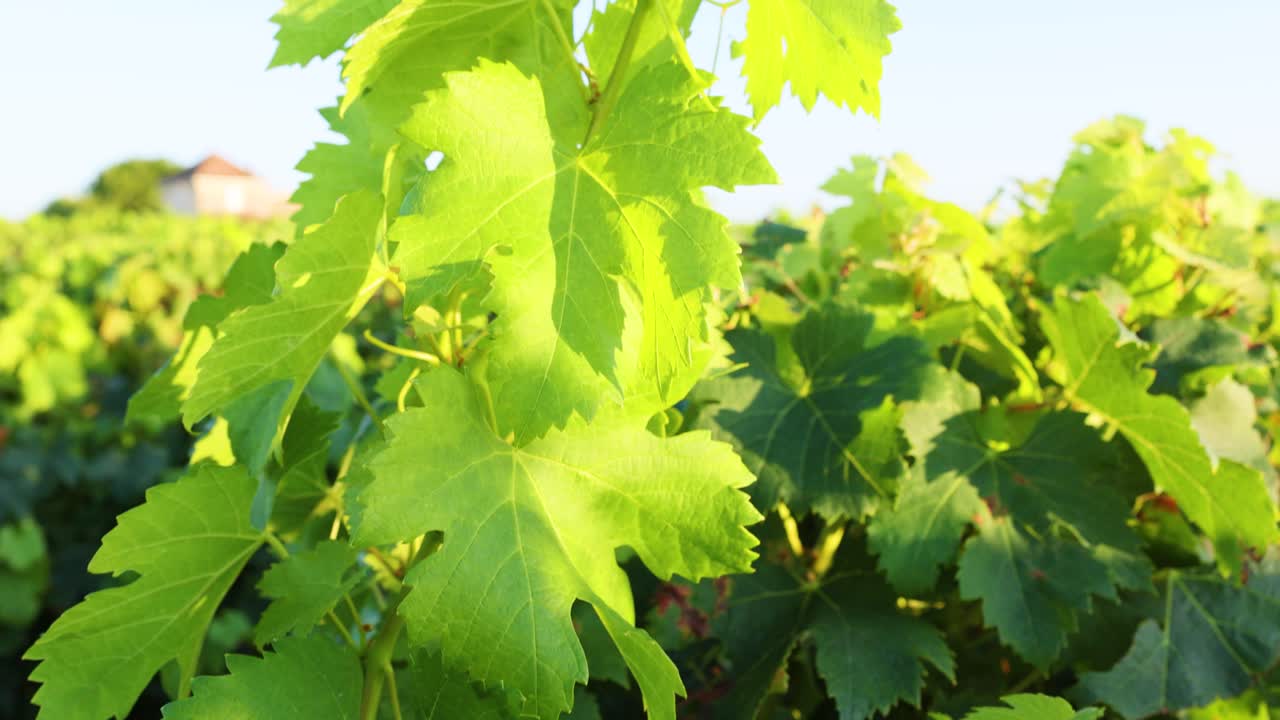 un viñedo exuberante con una cabaña y un granero lejanos