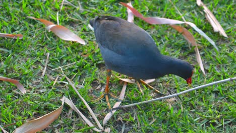 close-up-shot-of-Dusky-Moorhen,-Gallinula-tenebrosa-finding-and-feeding-food-on-grass-near-lake