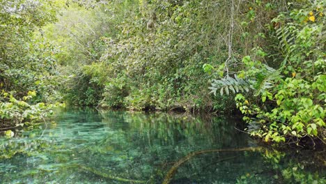 Slow-pov-on-clear-Rio-cano-frio-in-deep-jungle-of-SAMANÁ,-Dominican-Republic