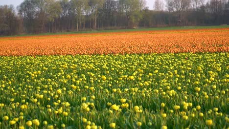 Beautiful-coloured-tulips-in-bloom-during-sunrise,-shot-with-a-nice-slow-slide-from-left-to-right