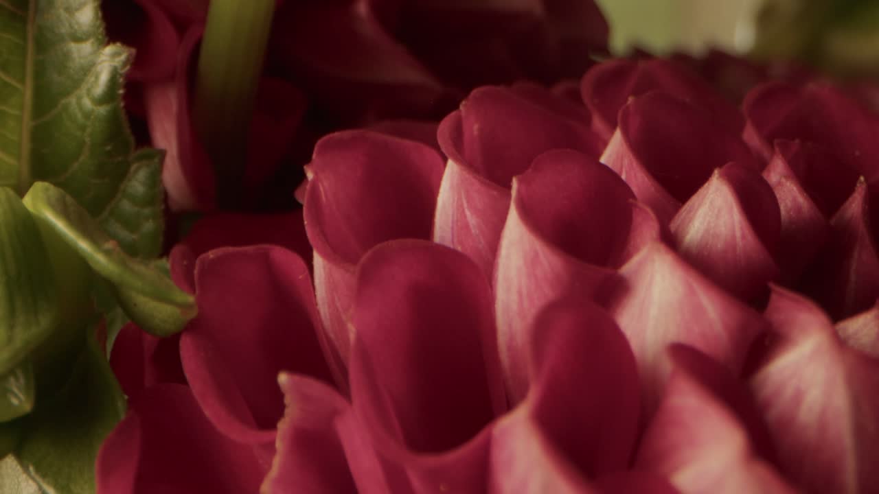 la cámara se mueve sobre la parte superior de una dalia burdeos