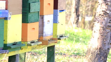 Bienen-Fliegen-In-Zeitlupe-Aus-Dem-Bienenstock-Ein-Und-Aus