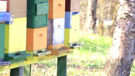 las abejas vuelan dentro y fuera de la colmena en cámara lenta