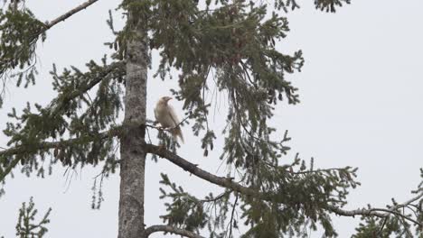 Ein-Einzelner-Albino-rabe,-Der-Auf-Dem-Kleinen-Ast-Eines-Baums-Auf-Der-Vancouver-insel-In-Kanada-Sitzt