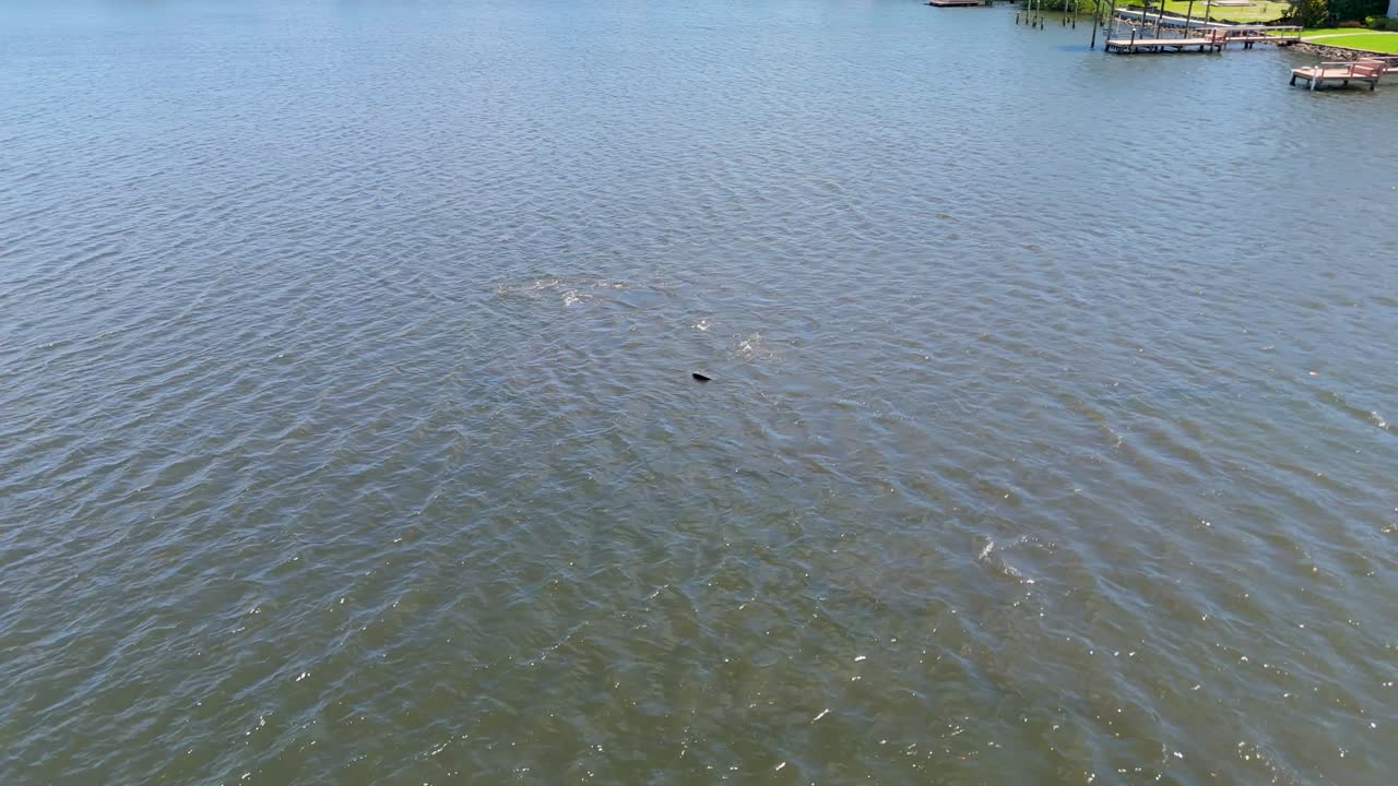 Manatees swimming in the water in Coffee Pot Bayou in Saint Petersburg.