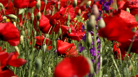 field of red poppies moving in the wind