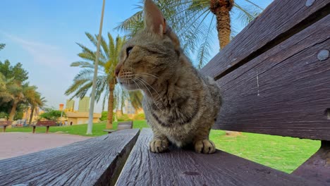 close-up 4k footage of a curious tabby cat sitting on a wooden bench in a sunny park. ideal for pet, nature, wildlife, and urban animal themes in commercial and editorial projects.