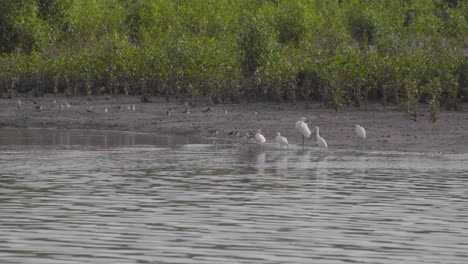 Grupo-De-Garcetas,-Playeros-Terek-Y-Archibebe-Encaramados-Y-Moviéndose-A-Orillas-Del-Río-En-Marea-Baja-De-Marismas-De-Manglares,-Parit-Jawa,-Malasia