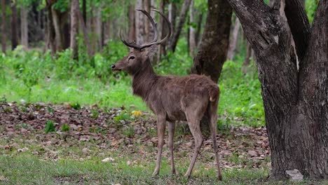 El-Ciervo-Del-Campo-Es-Una-Especie-En-Peligro-De-Extinción-Debido-A-La-Pérdida-De-Hábitat-Y-La-Caza