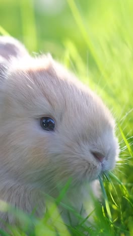 an orange rabbit is sitting on a green lawn. bunny eats grass close-up