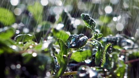 Extreme-Close-up-of-Rain-Falling-On-Oregano-Plant-leaves-In-Garden,-Lit-By-Sun-From-Behind