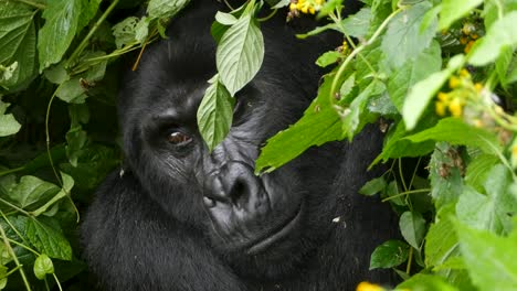 A-close-up,-4K-gimbal-shot-of-an-endangered-head-silverback-mountain-gorilla,-peaking-through-thick-brush-among-his-natural-jungle-habitat,-Bwindi-Impenetrable-Forest-National-Park-of-Uganda,-Africa