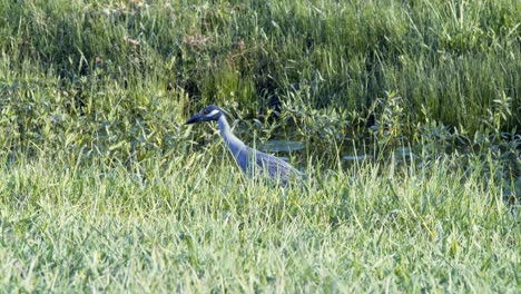 a blue heron bird goes fishing in a marsh