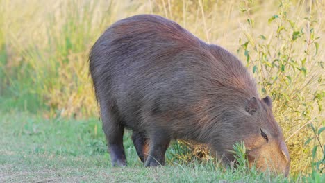roedor esponjoso gigante, capybara hydrochoerus hydrochaeris ocupado forrajeando en el suelo en busca de vegetación verde, aleteando sus lindas orejitas para disuadir a las moscas en la reserva provincial de los humedales de ibera